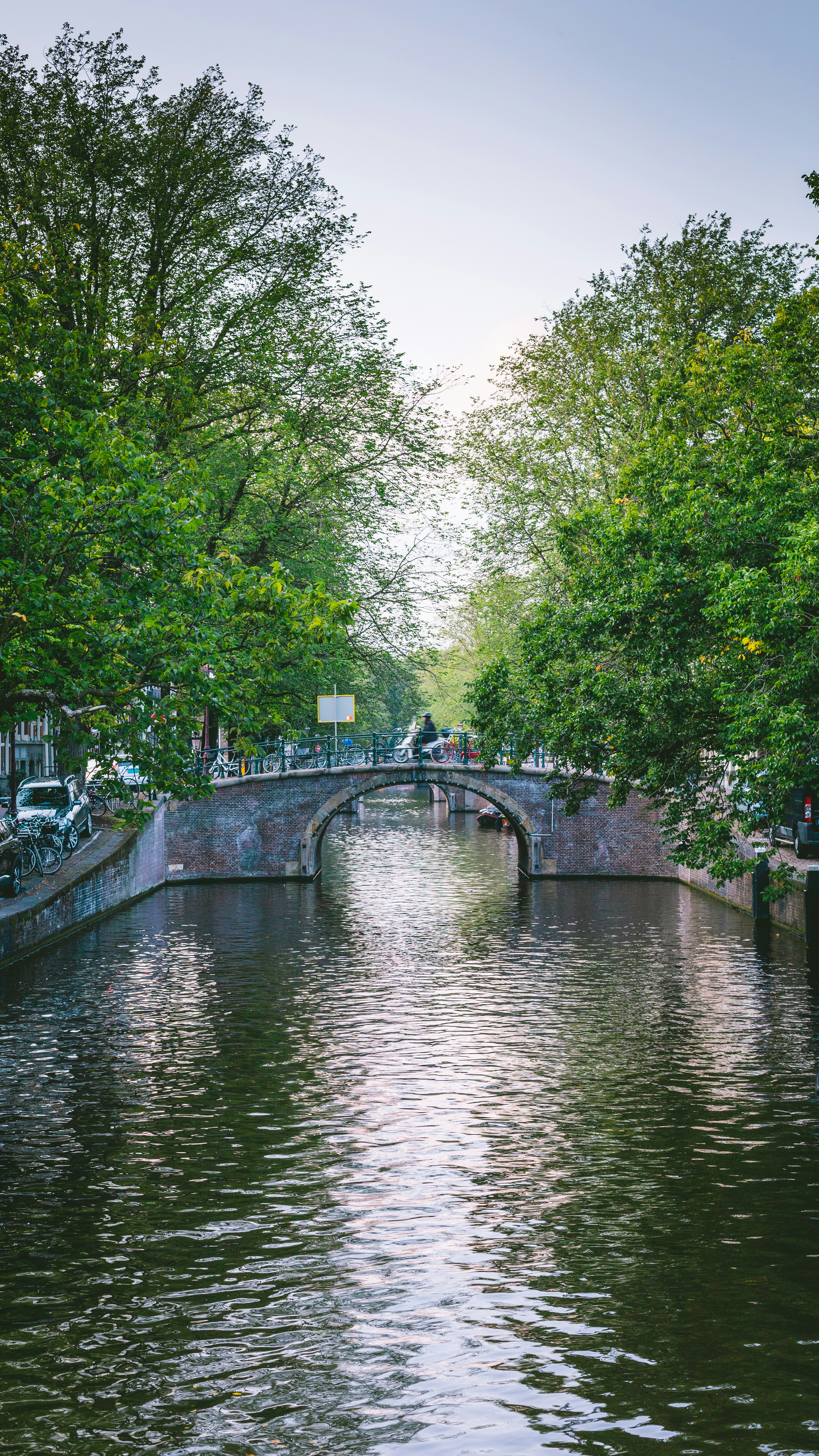 river between green trees during daytime